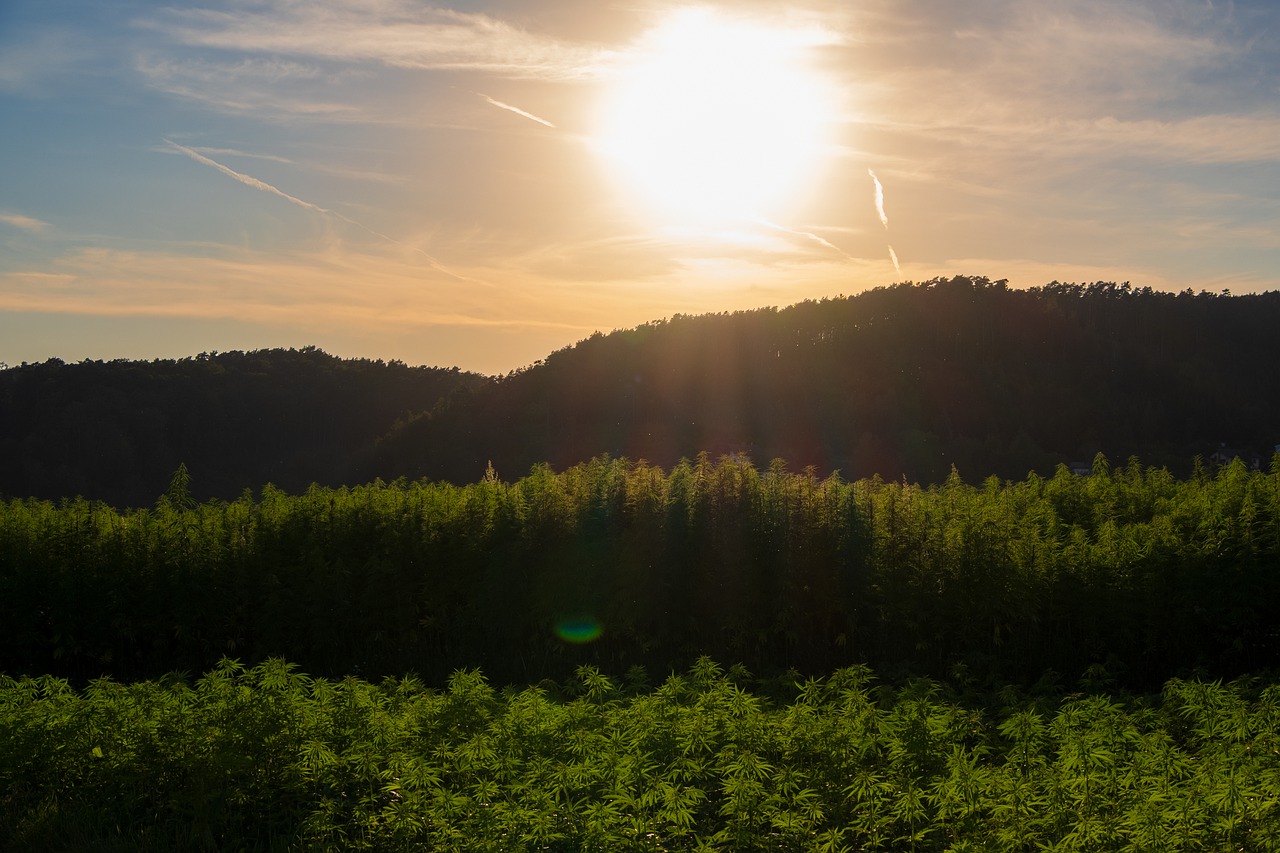 cannabis-dispensary-toronto2